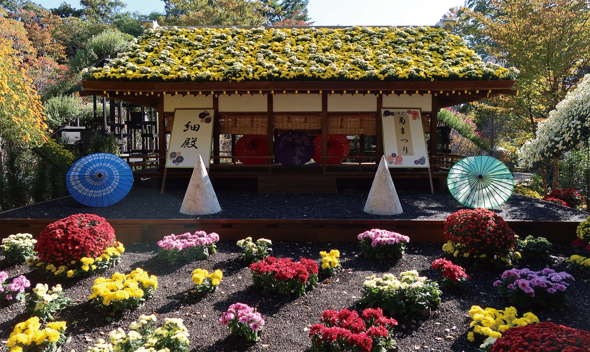 楽寿園 10月30日~11月30日に開催「菊まつり」