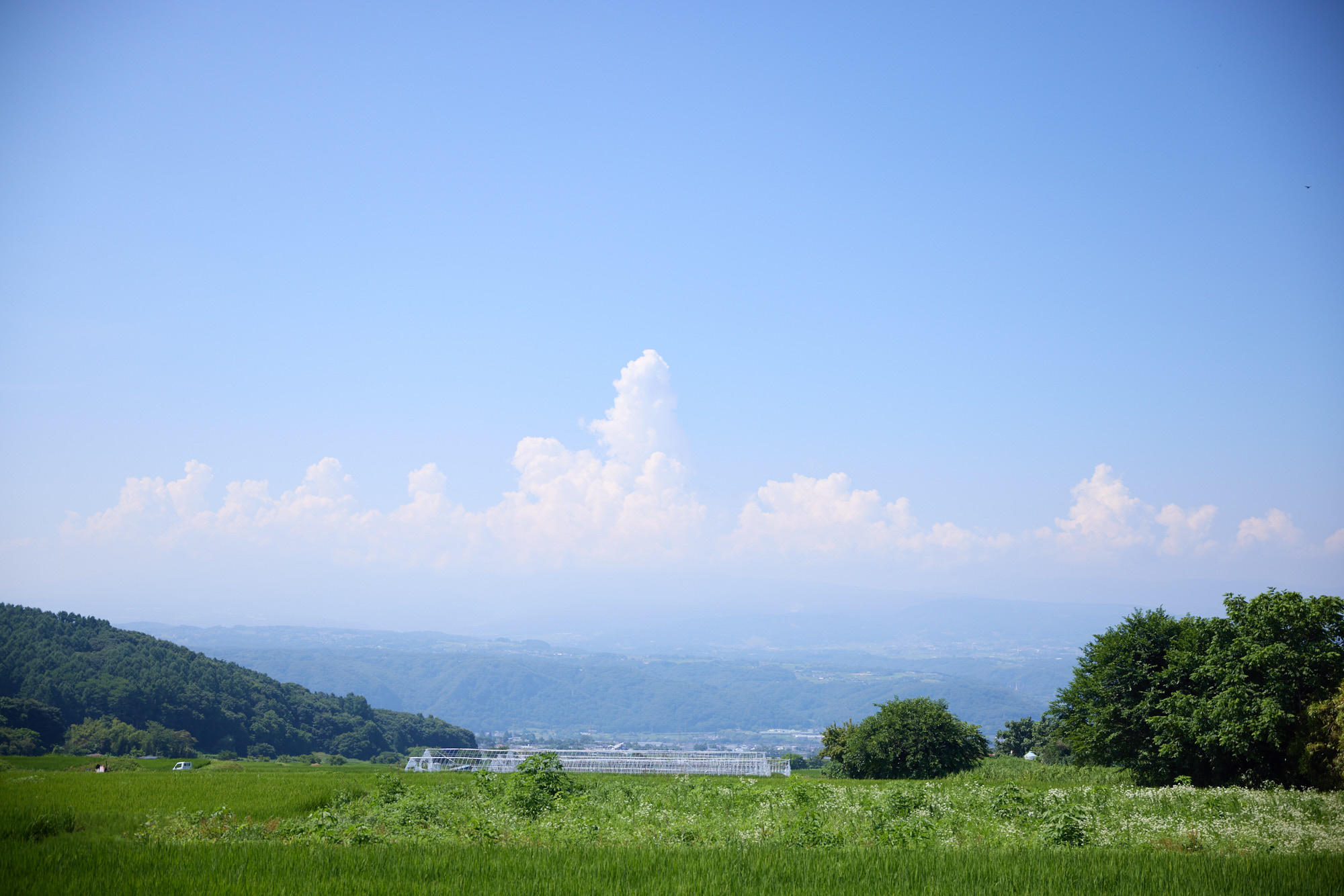 牧草風景写真